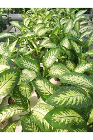 Difenbahya Bitkisi Dieffenbachia Tropic Snow Ev Ofis Salon Bitkisi 40-50 Cm