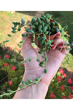 Senecio Rowleyanus - Boncuk Yapılı Tesbih Çiçeği