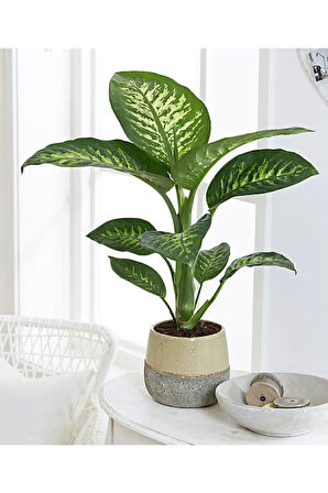 Dieffenbachia - Difenbahya Tropic Snow 40-50 Cm Boyunda Üretim Saksısında