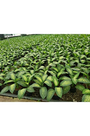 Difenbahya Tropik Snow