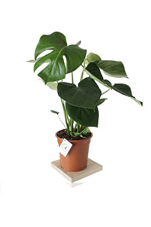 Monstera Deliciosa Deve Tabanı 40-50 cm