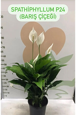 Canlı Saksılı Spatıfılıum (barış Çiçeği) 70 Cm,17 Cm Saksı Çapı