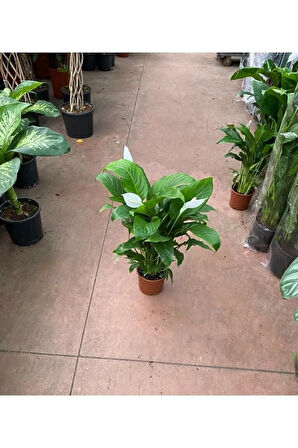 Canlı Saksılı Spatıfılıum (barış Çiçeği) 70 Cm,17 Cm Saksı Çapı