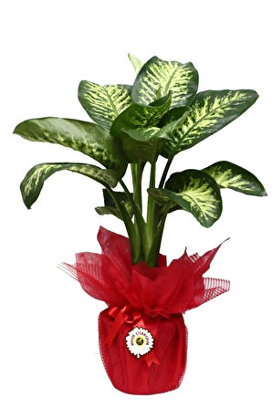 Difenbahya Tropikal Bitki