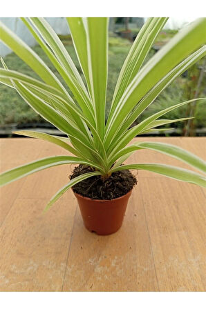 Chlorophtyum Comosun Variegata ( Kurdele Çiçeği Dışı Beyaz Içi Yeşil ) ( 5,5 Cm )