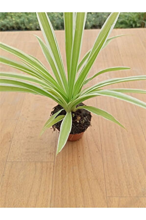Chlorophtyum Comosun Variegata ( Kurdele Çiçeği Dışı Beyaz Içi Yeşil ) ( 5,5 Cm )