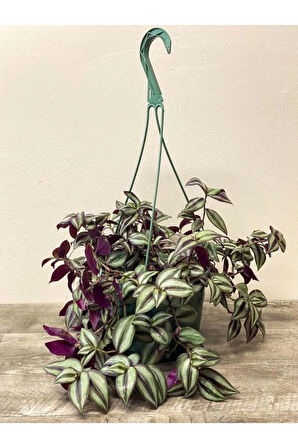 Çok Avantajlı Tradescantia Zebrina Telgraf Çiçeği Askılı Saksıda 20-40cm