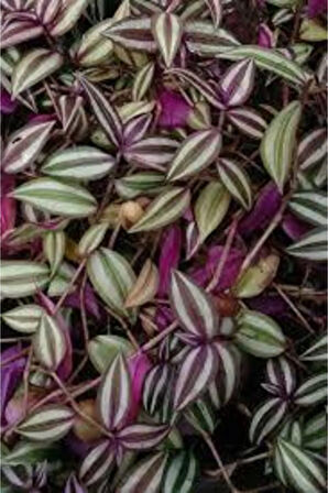 Çok Avantajlı Tradescantia Zebrina Telgraf Çiçeği Askılı Saksıda 20-40cm