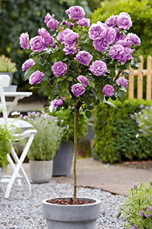 1 Adt Lila Baston Gül Açık Kök Bahçe Balkon Ve Salonda Bakilabilir