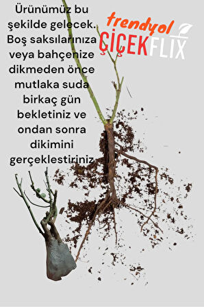 1 Adt Lila Baston Gül Açık Kök Bahçe Balkon Ve Salonda Bakilabilir