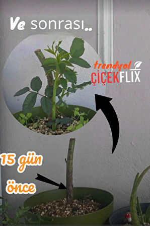 1 Adt Lila Baston Gül Açık Kök Bahçe Balkon Ve Salonda Bakilabilir