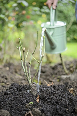1 Adt Lila Baston Gül Açık Kök Bahçe Balkon Ve Salonda Bakilabilir