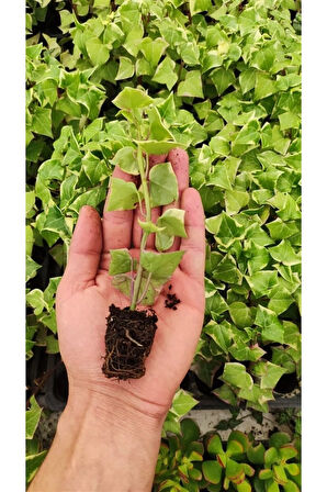 Senecio Macroglossus ( Ev Sarmaşığı ) Fidesi