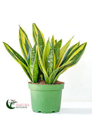 Paşa Kılıcı Sansevaria Peygamber Kılıç Çiçeği 45-55 cm