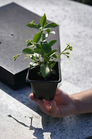 Parfüm kokulu iç mekan (YASEMİN) çiçeği 1 adet minik 20-25cm