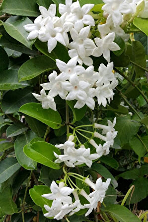 Parfüm kokulu iç mekan (YASEMİN) çiçeği 1 adet minik 20-25cm