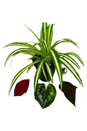 Chlorophytum Comosum Kurdele Çiçeği 10-20 Cm