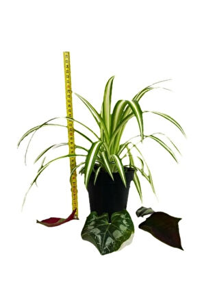 Chlorophytum Comosum Kurdele Çiçeği 10-20 Cm