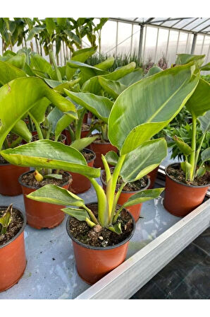 Kampanyalı Yellow Euphorbia milii Sarı Renk Dikenler Tacı Çiçeği 1 ADET Saksılı 15-30cm