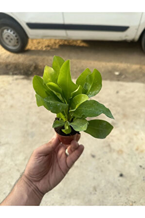 Sarı Dikenler Tacı Milli 15 -20 Cm Mini Boy
