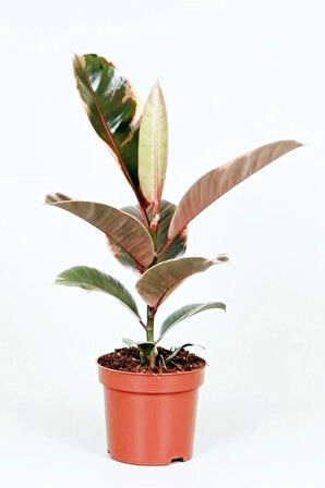 Ficus Elastica Belize - Pembe Alacalı Kauçuk Çiçeği - Ev Ofis Salon Iç Mekan Bitkisi - 50 Cm