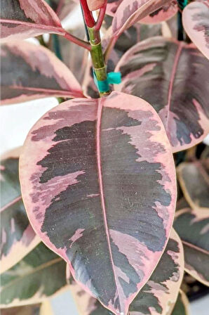 Ficus Elastica Belize - Pembe Alacalı Kauçuk Çiçeği - Ev Ofis Salon Iç Mekan Bitkisi - 50 Cm