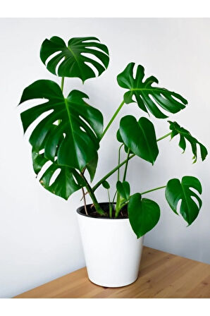 Deve Tabanı 40-50 Cm