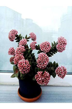 Crassula Springtime Katlı Çiçek Açan Sukulent Bitkisi
