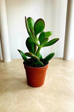 Para Çiçeği 15 - 20 Mini Cm Crassula Ovata Para Ağacı