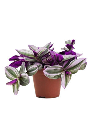 Tradescantia Nanouk Pembe Telgraf Çiçeği Ithal 12.cm.büyük Boy Saksıda