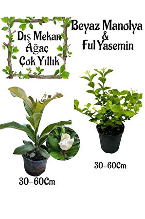 Kampanyalı Avantajlı Ürün Kokulu Manolya Ağacı 1 ADET Saksılı+Ful Yasemin Çiçeği 1 ADET Saksılı