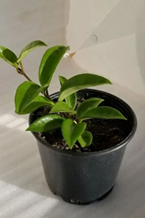 Mum Çiçeği Ruhban Beyaz 10-15cm Salon Balkon Bitkisi