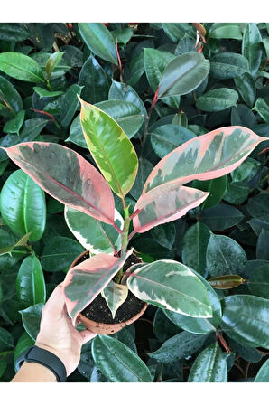 Ofis Bitkisi Pembe Alacalı Kauçuk-ficus Elastica Belize