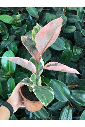 Ofis Bitkisi Pembe Alacalı Kauçuk-ficus Elastica Belize