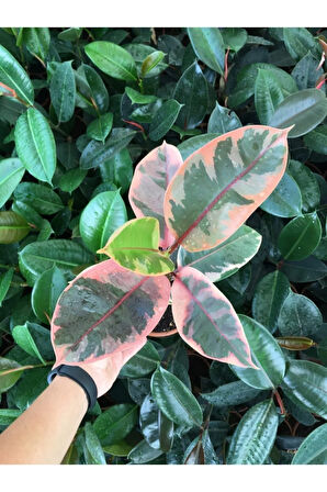 Ofis Bitkisi Pembe Alacalı Kauçuk-ficus Elastica Belize