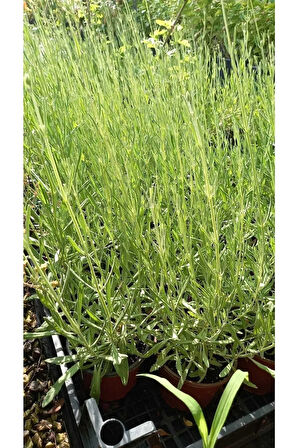 Lavanta Çiçeği Fidanı Saksıda 25 -40 Cm Kokulu - Çiçek Açan Cins