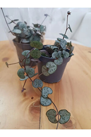 Ceropegia Woodii / Kalp Kalbe Karşı Bitkisi