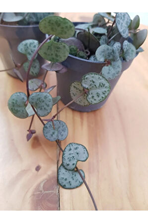 Ceropegia Woodii / Kalp Kalbe Karşı Bitkisi