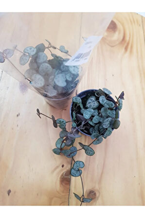 Ceropegia Woodii / Kalp Kalbe Karşı Bitkisi