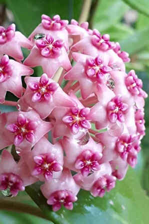 Mum Çiçeği Dantelli Pembe 10-15cm Ev Salon Bitkisi