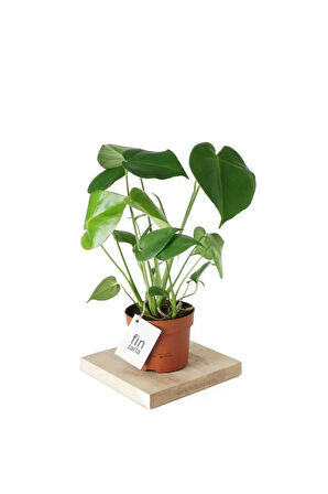 Monstera Deliciosa Deve Tabanı Ev Ofis Salon Iç Mekan Bitkisi - 40-50 Cm