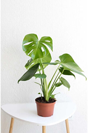 Monstera Deliciosa Deve Tabanı Ev Ofis Salon Iç Mekan Bitkisi - 40-50 Cm