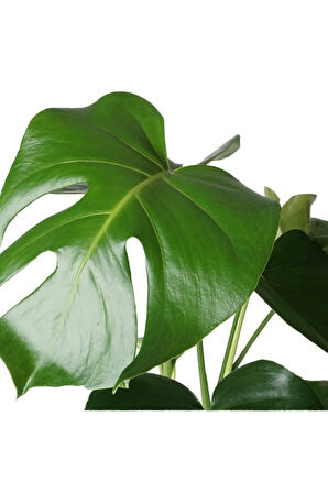 Monstera Deliciosa Deve Tabanı Ev Ofis Salon Iç Mekan Bitkisi - 40-50 Cm