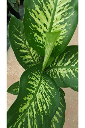 Difenbahya - Dieffenbachia Tropic Snow 60-70cm
