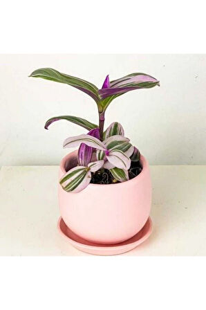 Mini Pembe Telgraf Çiçeği Tradescantia Nanouk 5.5 Cm Saksı