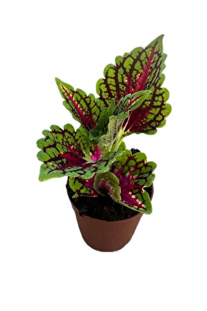 Yaprak güzeli yaprağı güzel çiçeği (kolyos) minik 5-10cm no;1