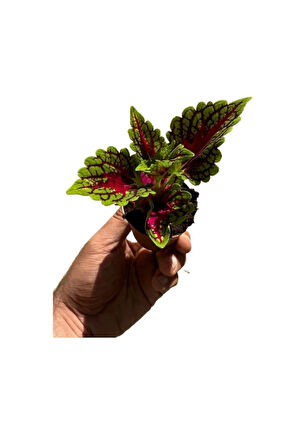 Yaprak güzeli yaprağı güzel çiçeği (kolyos) minik 5-10cm no;1