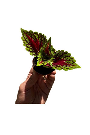 Yaprak güzeli yaprağı güzel çiçeği (kolyos) minik 5-10cm no;1