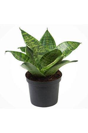Bodur Paşa Kılıcı Hava Temizleyici Sansevieria Zeylanica Mini Boy
