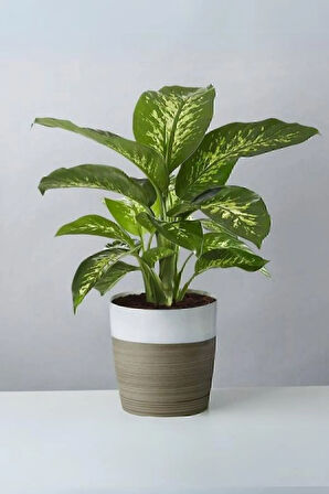 Dieffenbachia Tropik Snow - Difenbahya Canlı Salon Bitkisi 40 - 60 cm